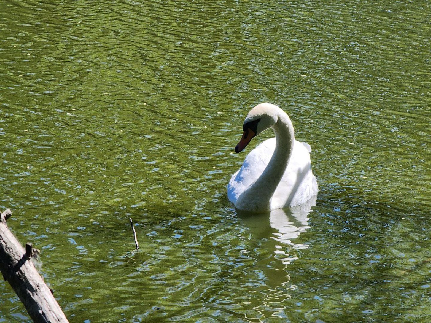 можайск, можайский городской округ, подмосковье, ранчо, аванпост, туризм в можайске, туризм в подмосковье, конные прогулки, кони, лошади,