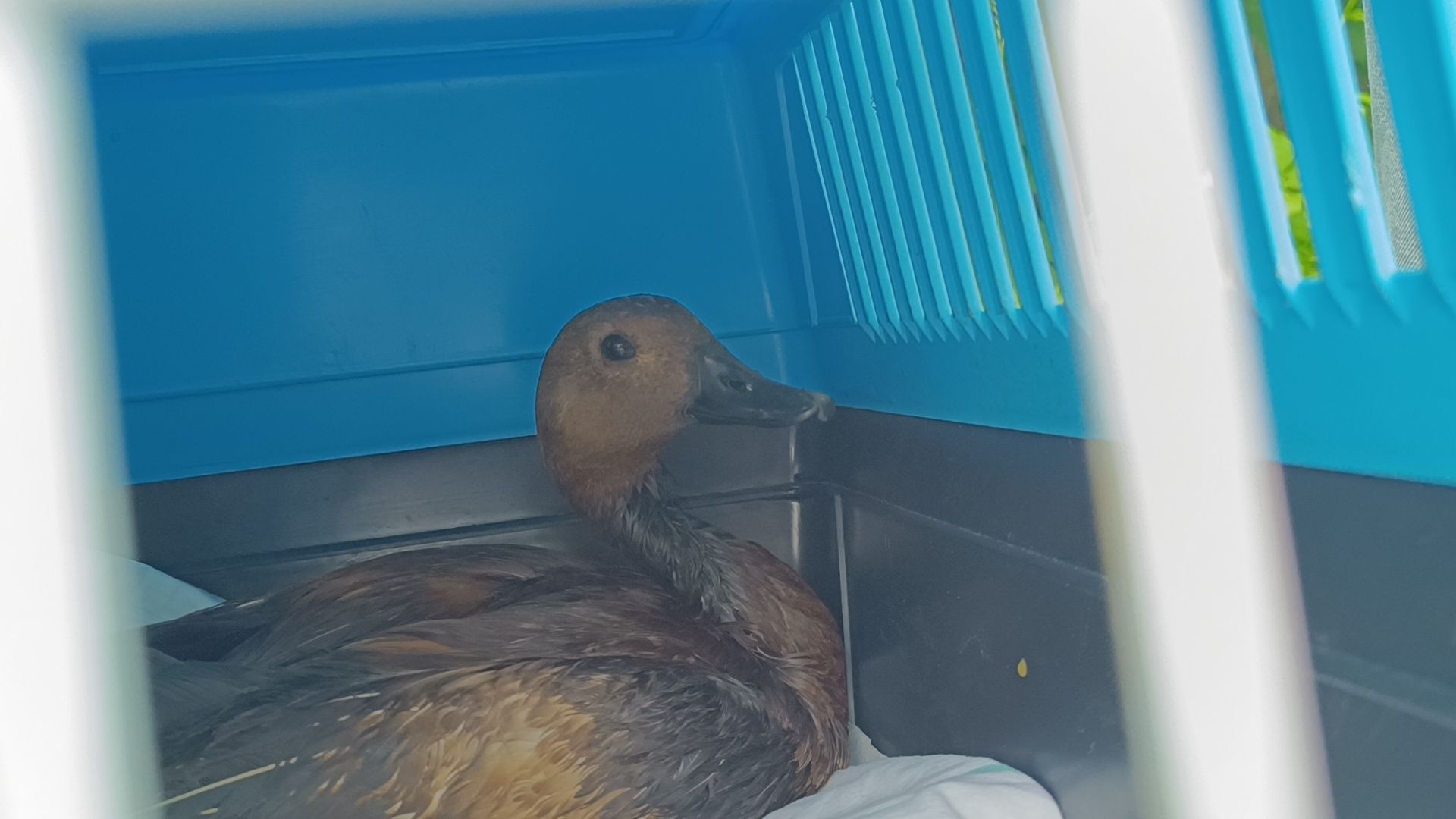 огарь, экология, парк, лобня, птицы, животные,