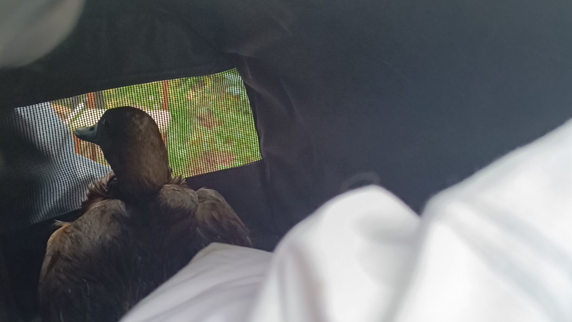 огарь, экология, парк, лобня, птицы, животные,