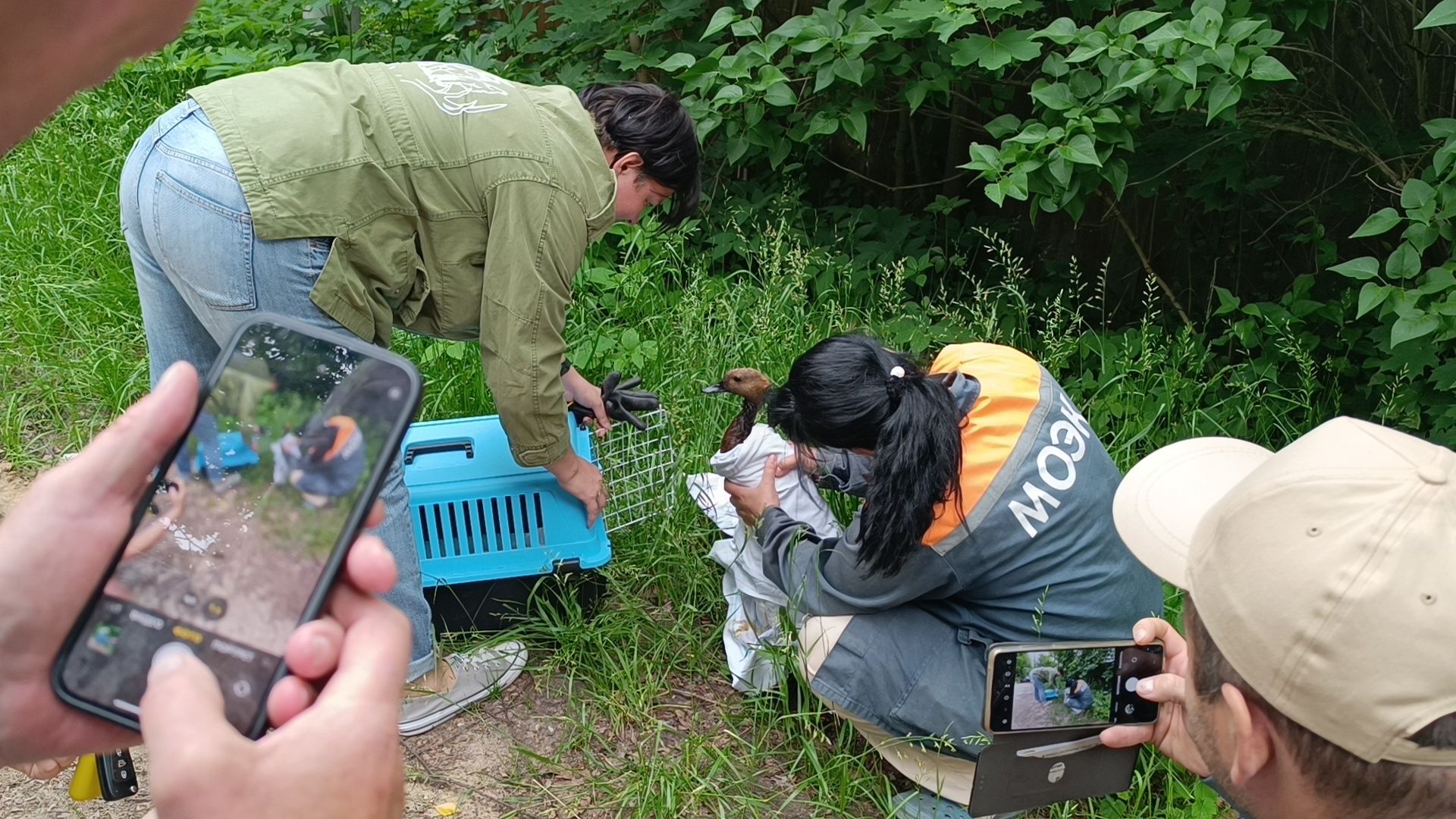 огарь, экология, парк, лобня, птицы, животные,