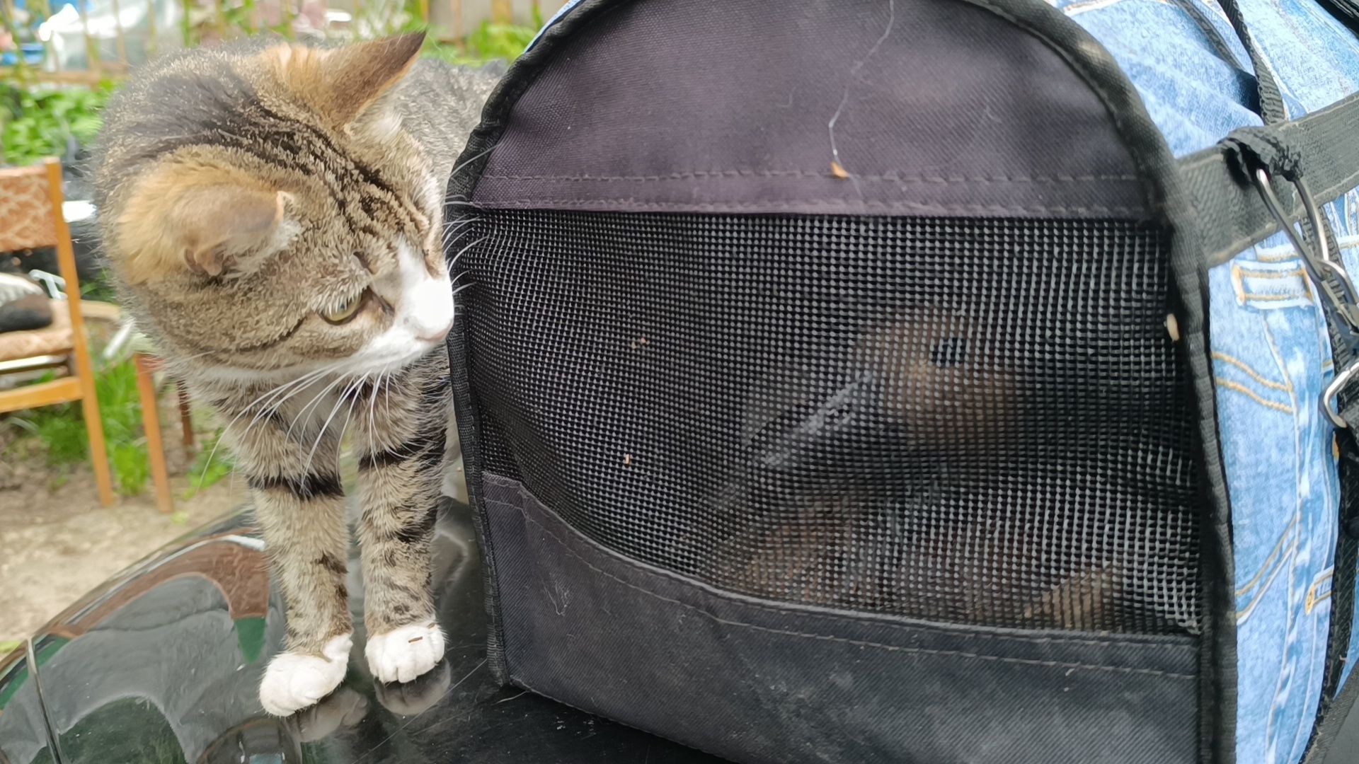 огарь, экология, парк, лобня, птицы, животные,