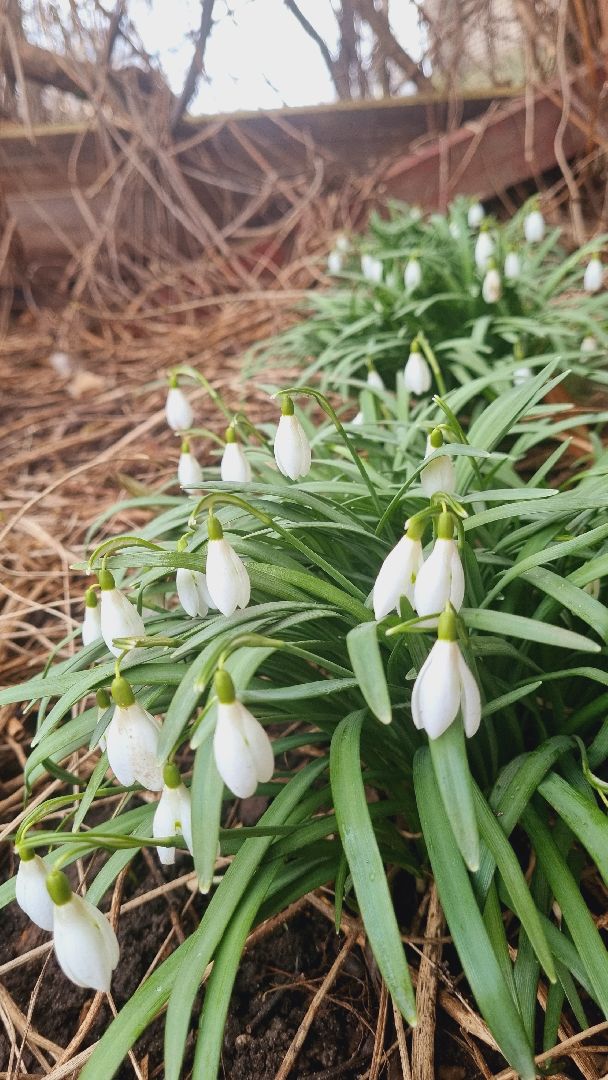 Подмосковье, Ивантеевка, подснежники
