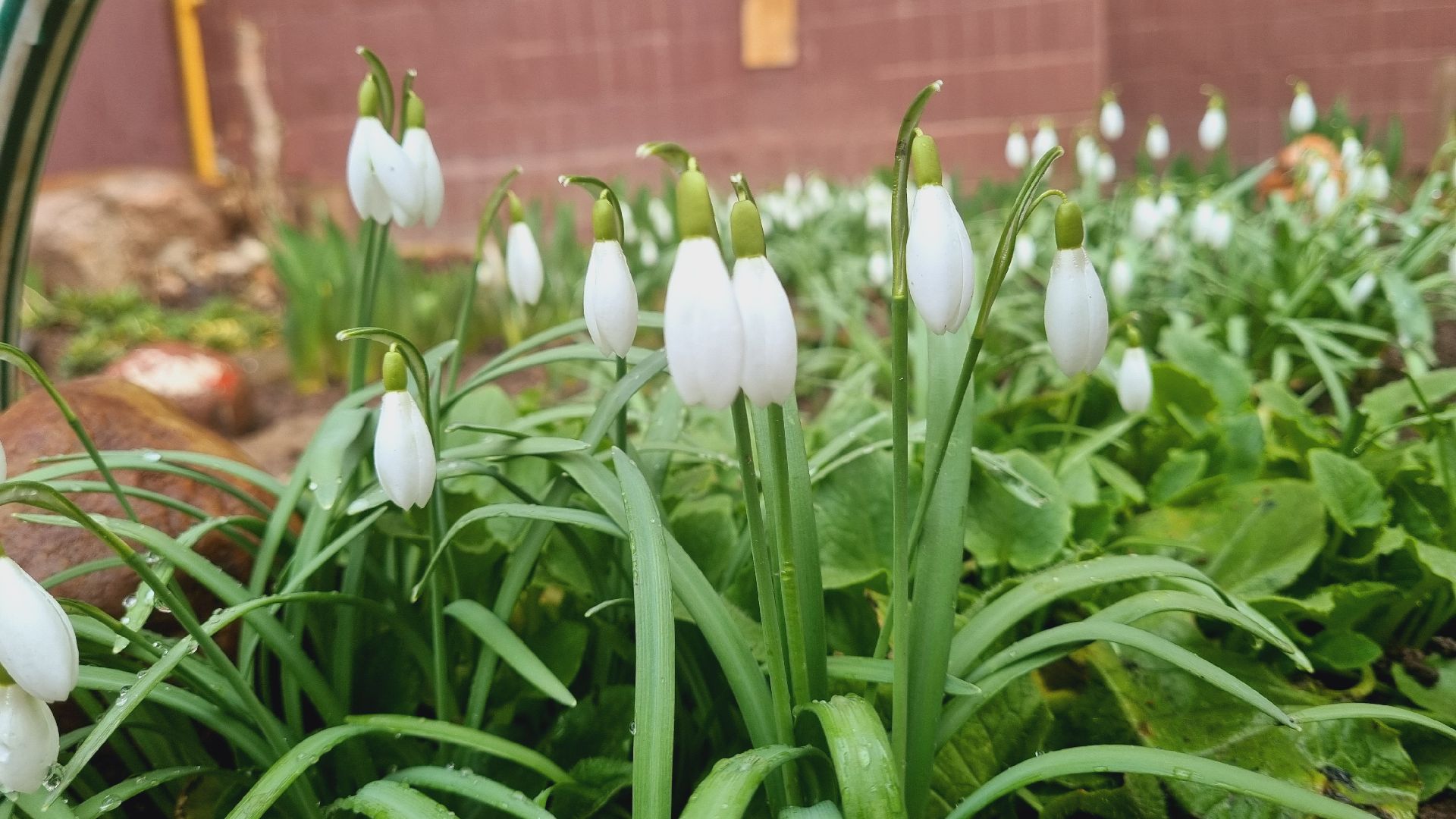 Подмосковье, Ивантеевка, подснежники