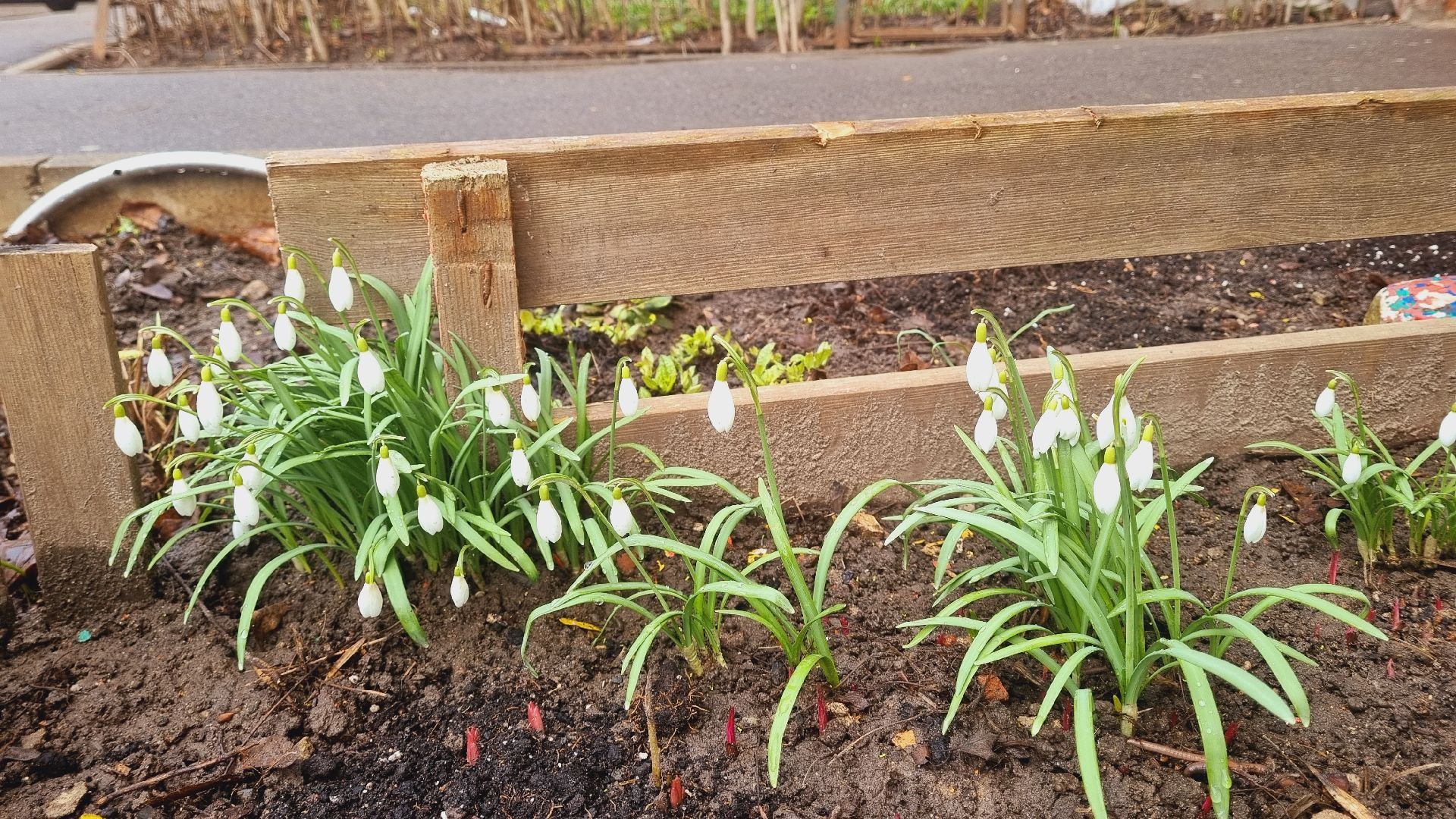 Подмосковье, Ивантеевка, подснежники