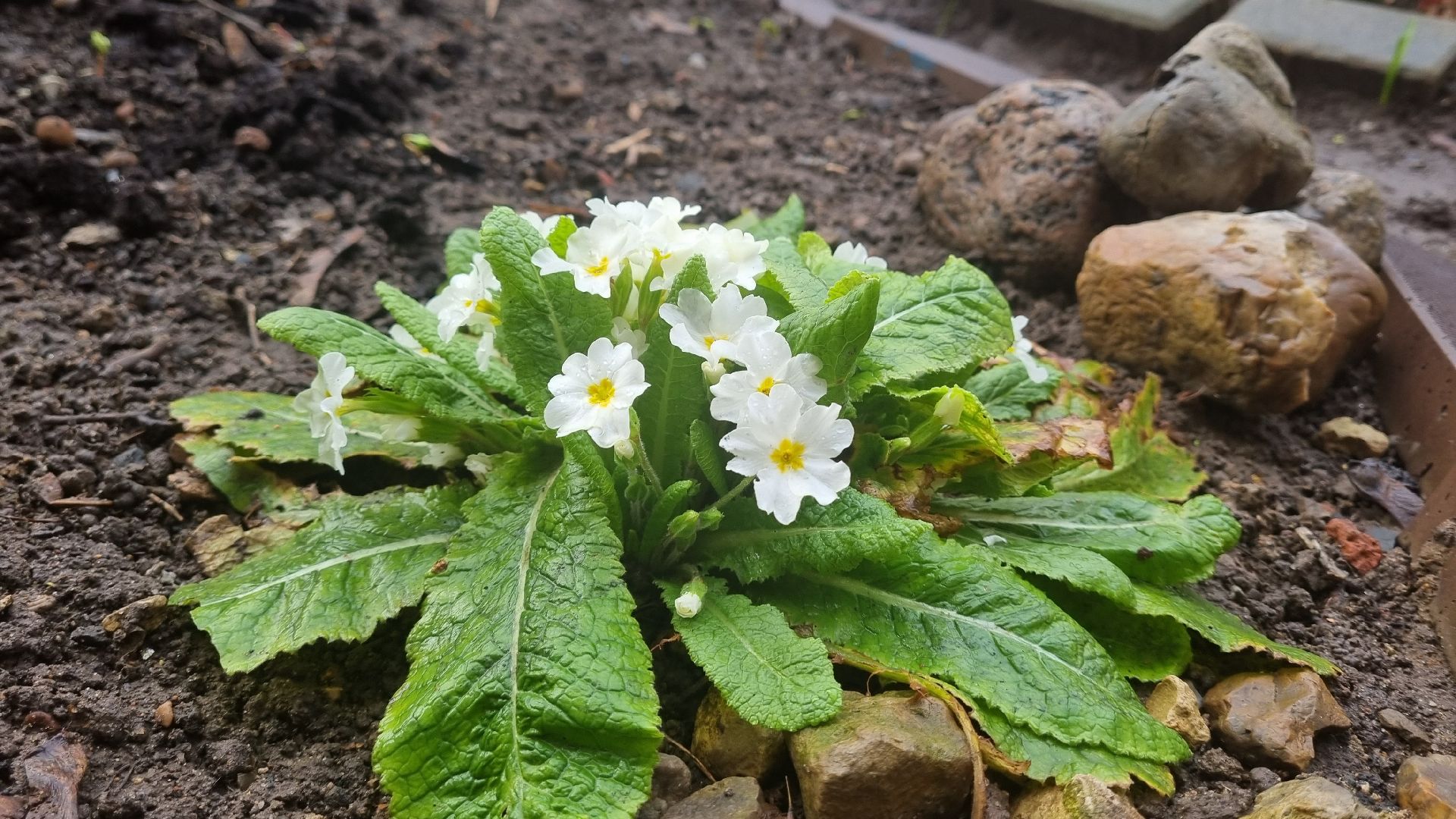 Подмосковье, Ивантеевка, подснежники