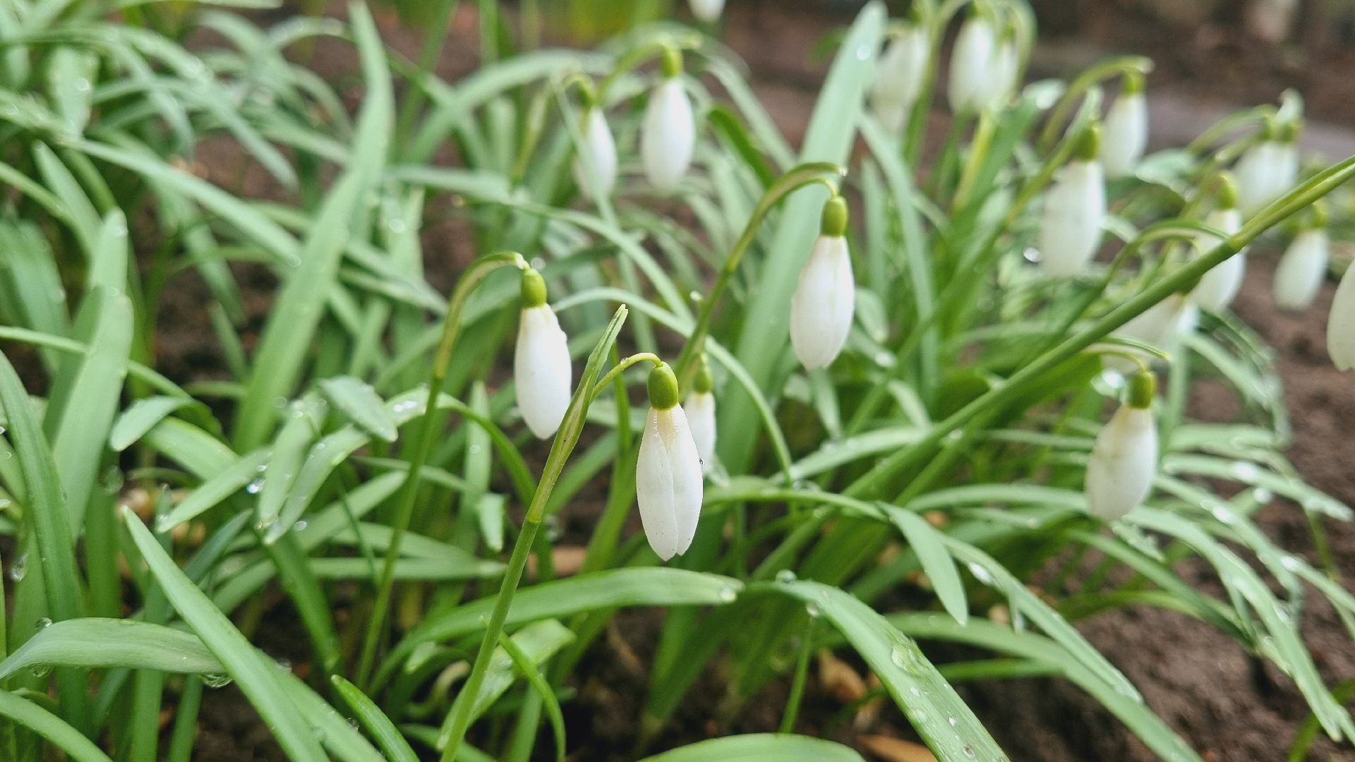 Подмосковье, Ивантеевка, подснежники