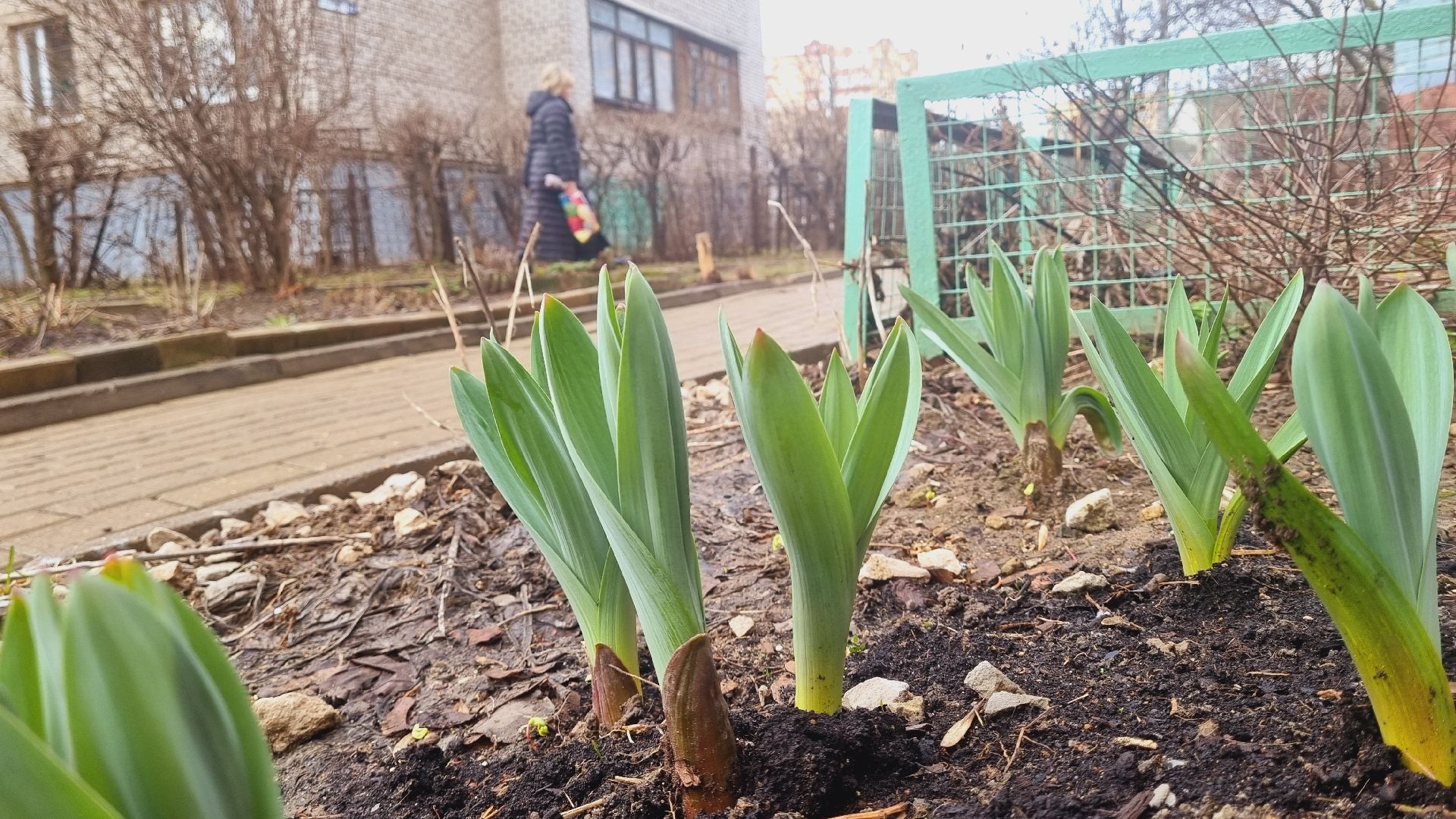 Подмосковье, Ивантеевка, подснежники
