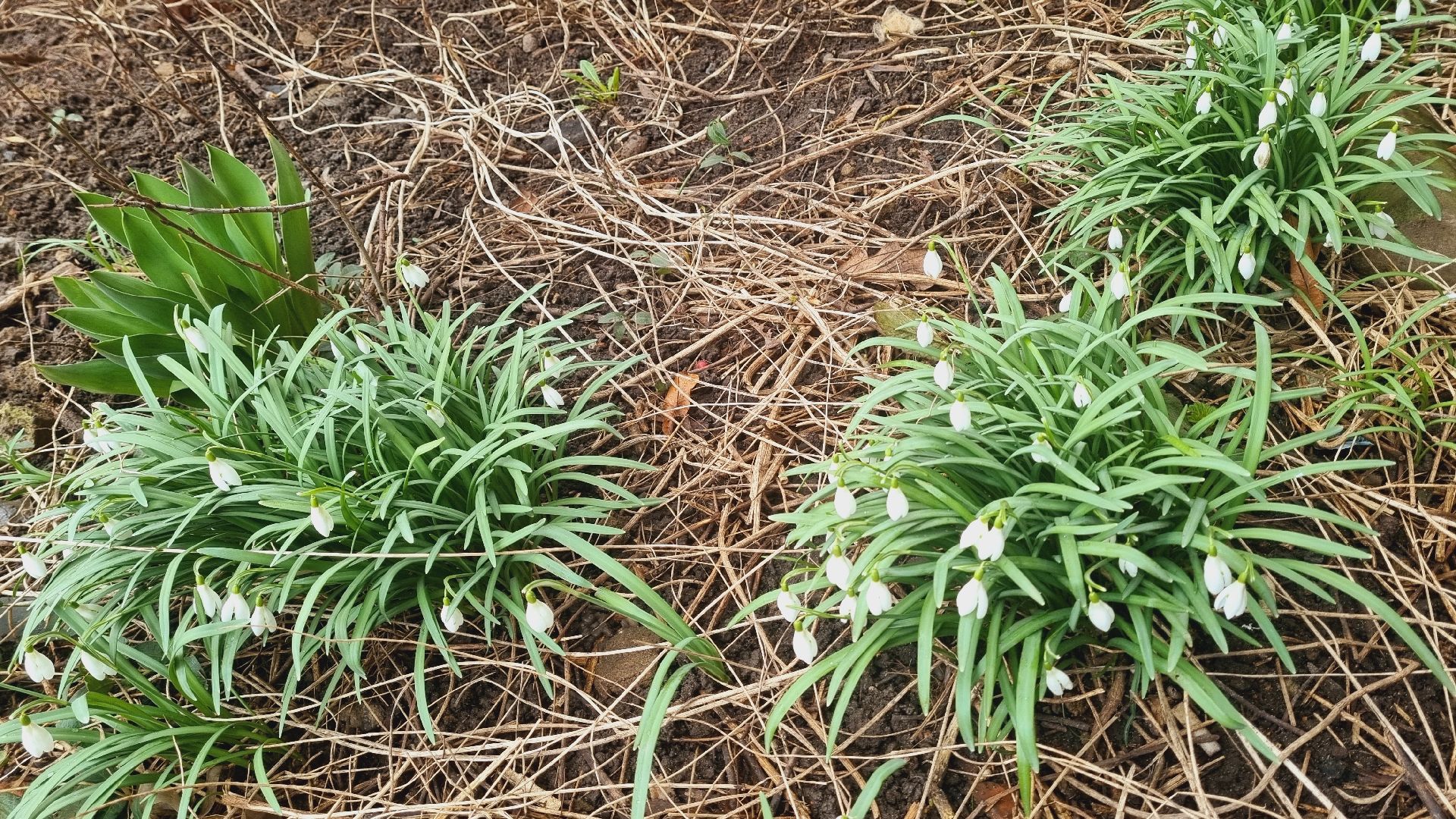 Подмосковье, Ивантеевка, подснежники