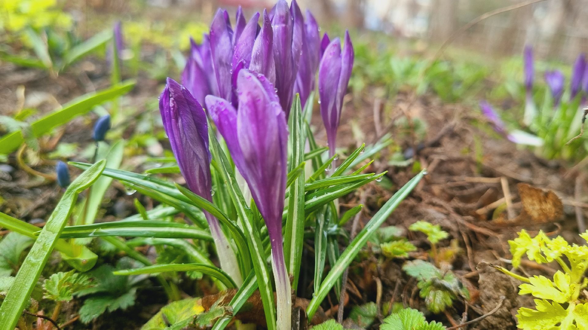 Подмосковье, Ивантеевка, подснежники