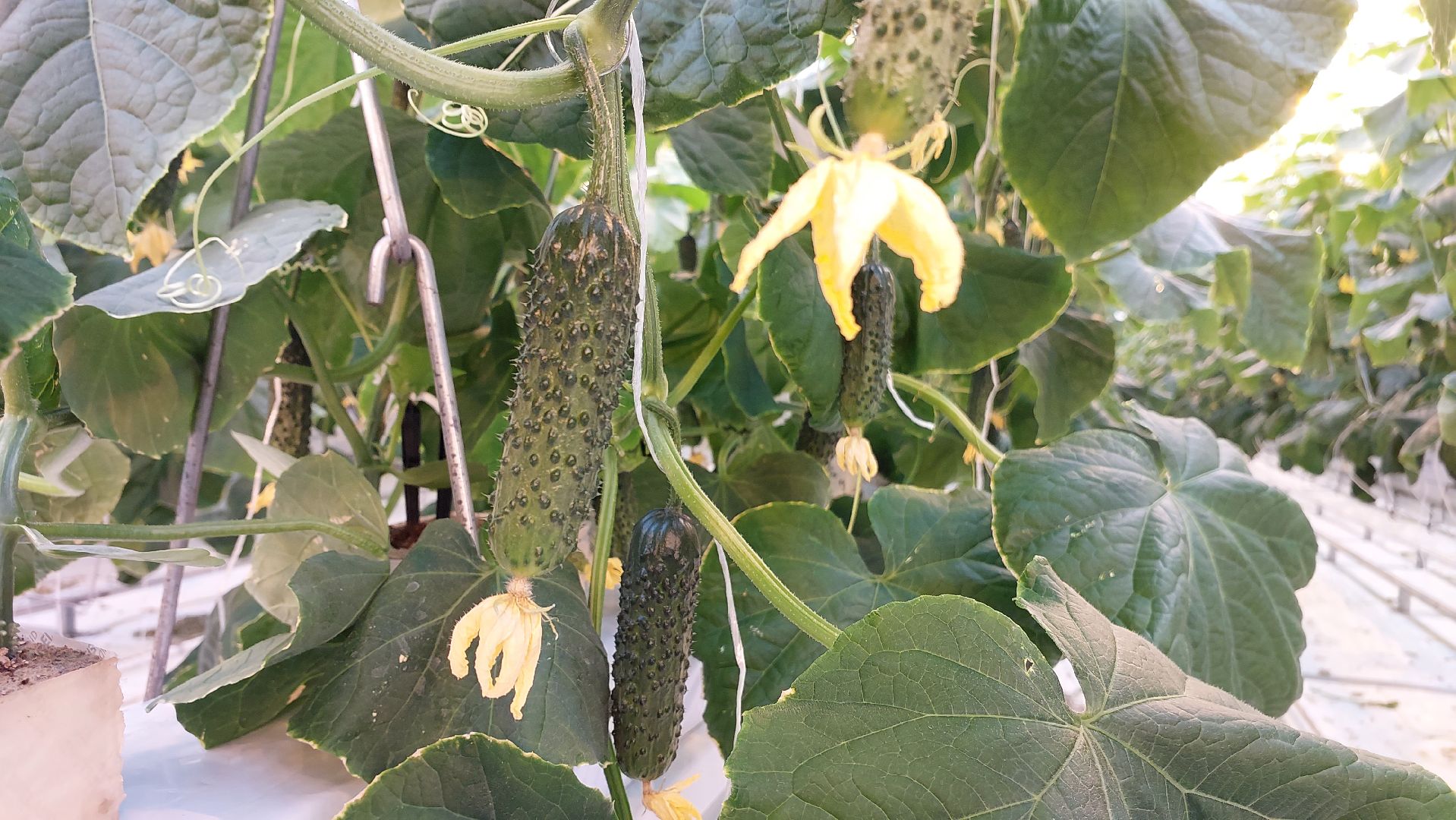 огурцы, перемены, серпухов, первый урожай,