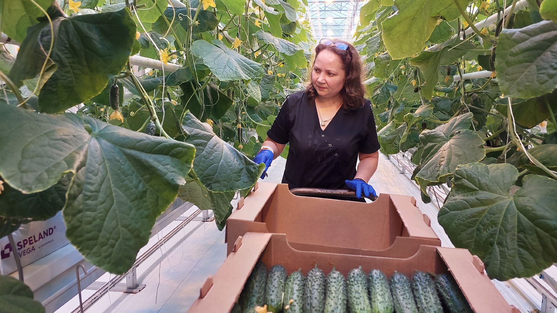 огурцы, перемены, серпухов, первый урожай,