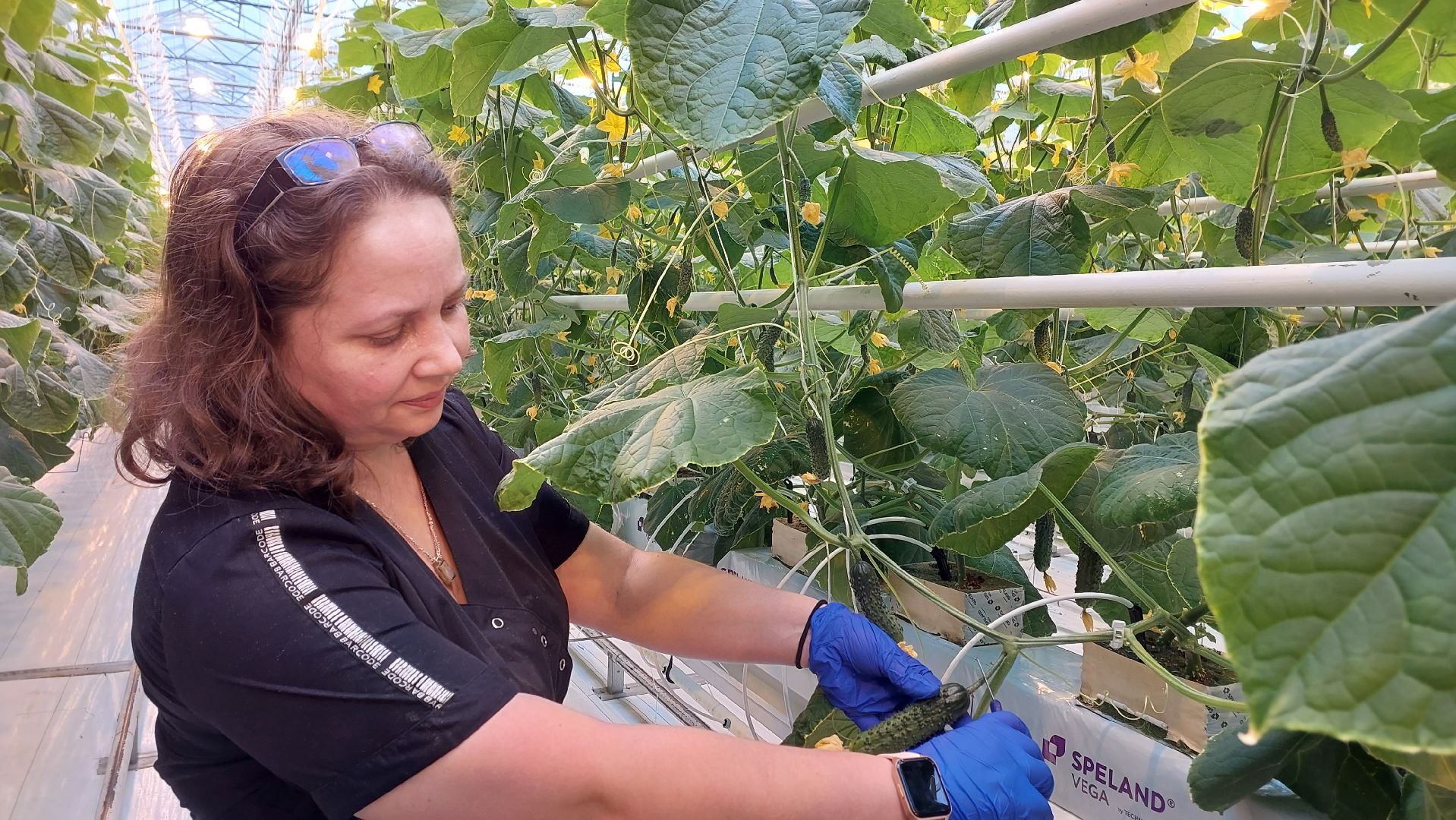 огурцы, перемены, серпухов, первый урожай,