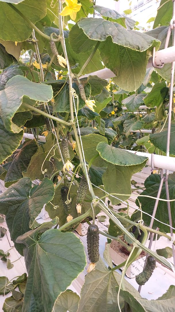 огурцы, перемены, серпухов, первый урожай,