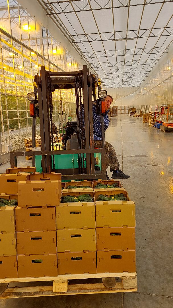 огурцы, перемены, серпухов, первый урожай,