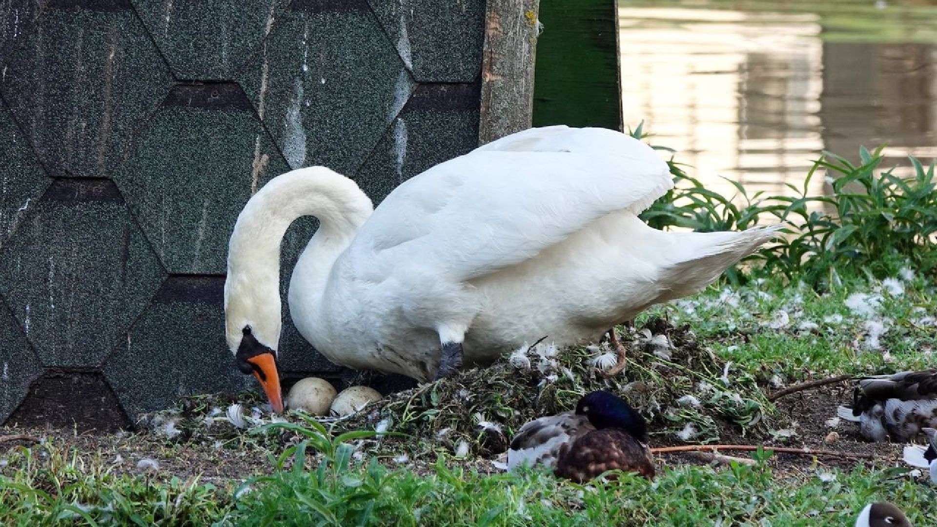 Сергиев Посад, Сергиево-Посадский городской округ, Лебеди, Потомство, Природа, Красота, Эксклюзив, Общество, Птицы,