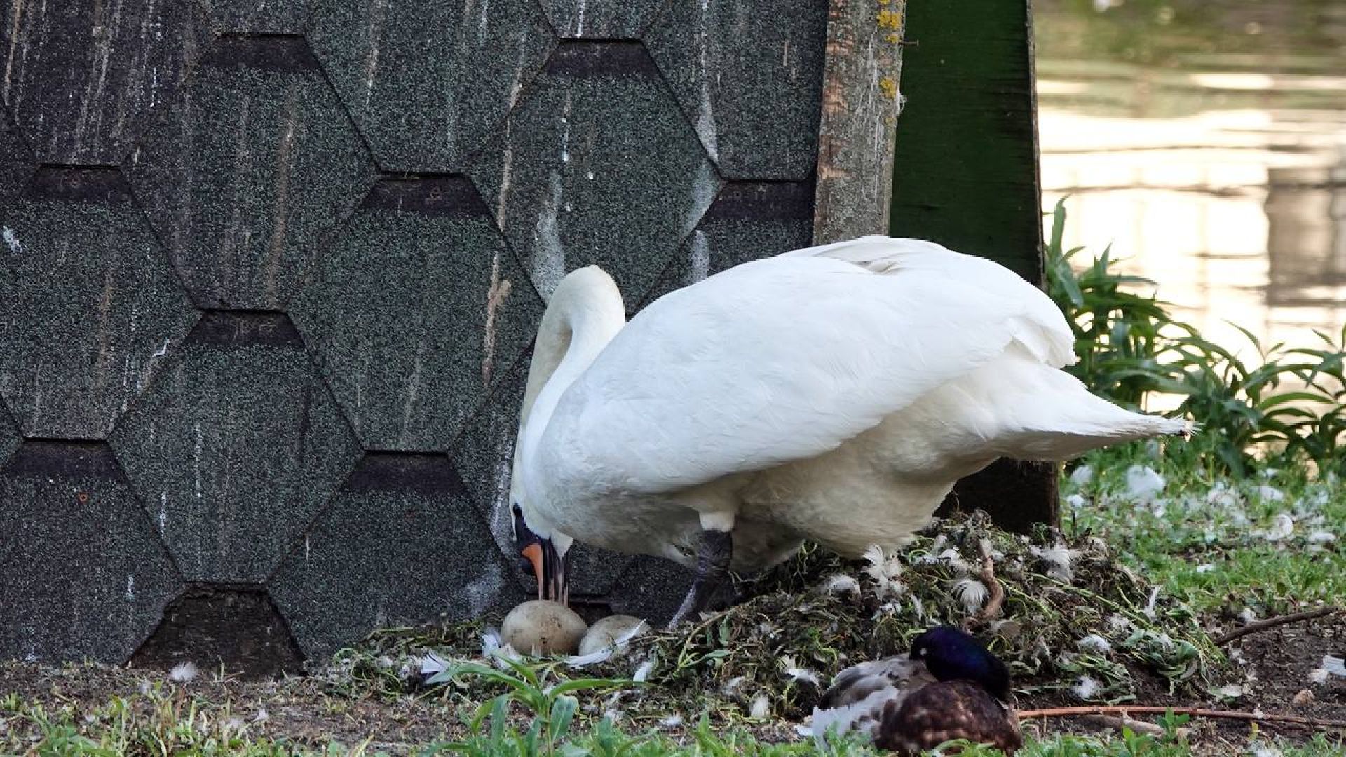 Сергиев Посад, Сергиево-Посадский городской округ, Лебеди, Потомство, Природа, Красота, Эксклюзив, Общество, Птицы,