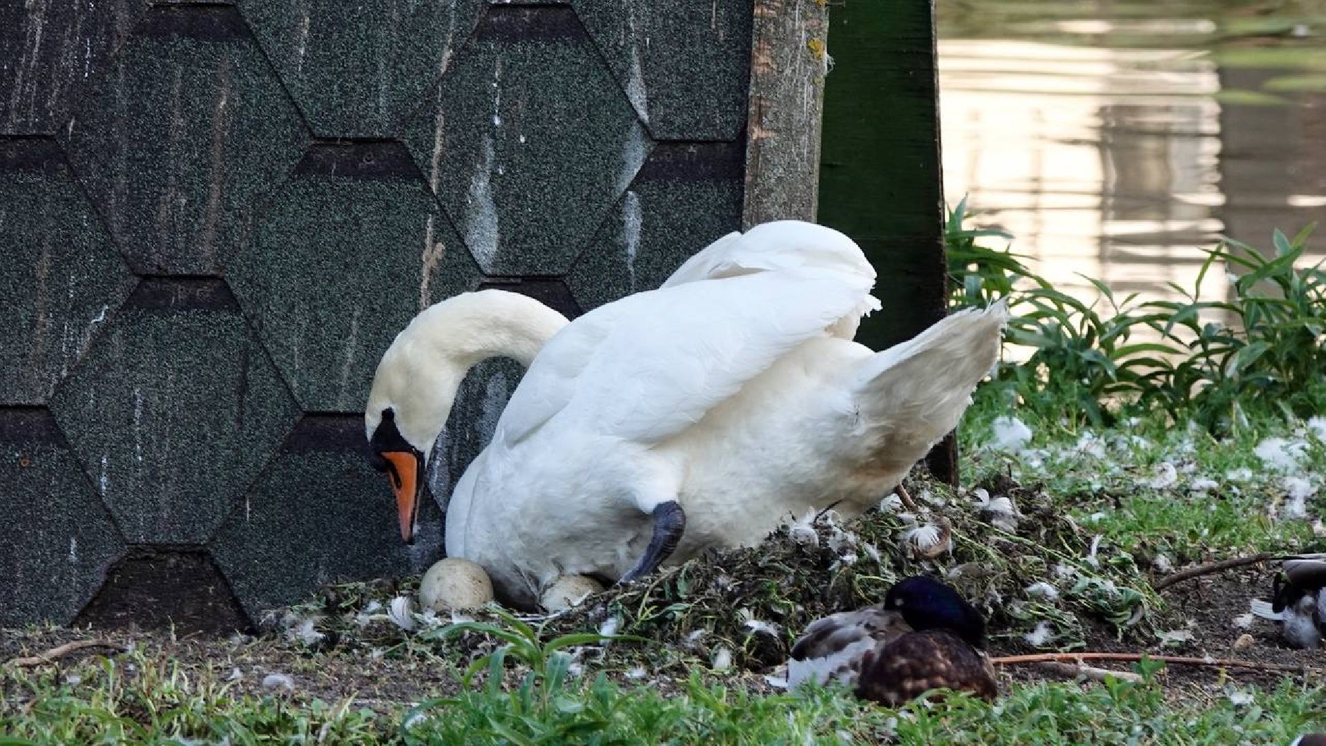 Сергиев Посад, Сергиево-Посадский городской округ, Лебеди, Потомство, Природа, Красота, Эксклюзив, Общество, Птицы,