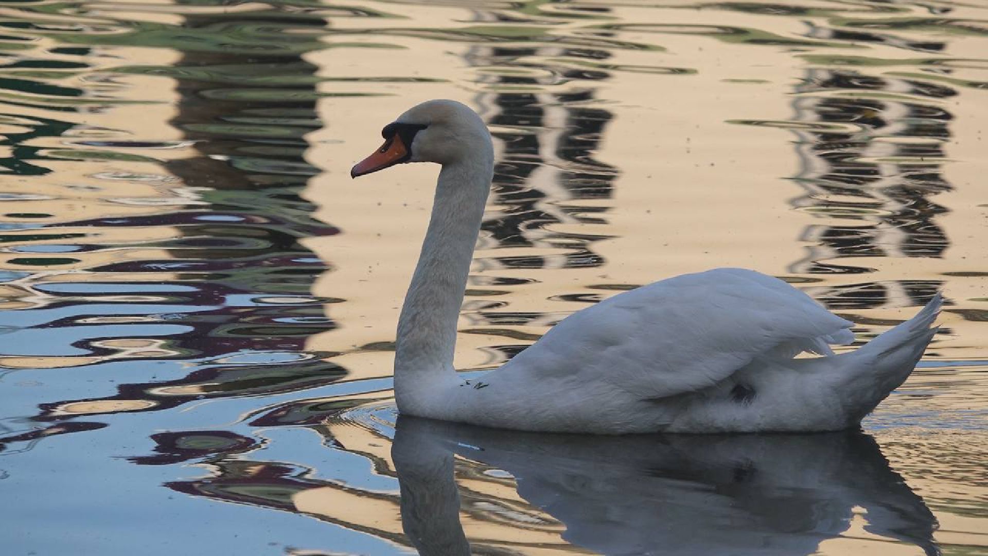 Сергиев Посад, Сергиево-Посадский городской округ, Лебеди, Потомство, Природа, Красота, Эксклюзив, Общество, Птицы,