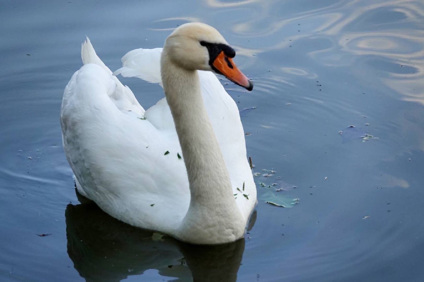 Сергиев Посад, Сергиево-Посадский городской округ, Лебеди, Потомство, Природа, Красота, Эксклюзив, Общество, Птицы,
