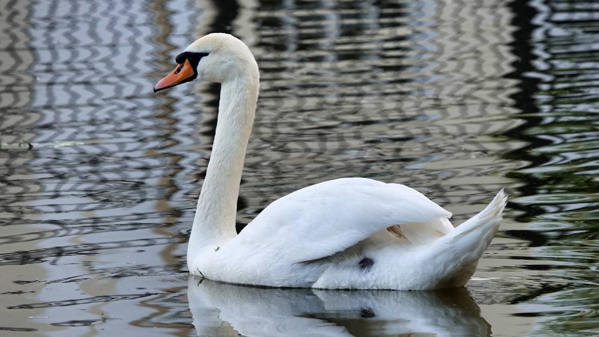 Сергиев Посад, Сергиево-Посадский городской округ, Лебеди, Потомство, Природа, Красота, Эксклюзив, Общество, Птицы,