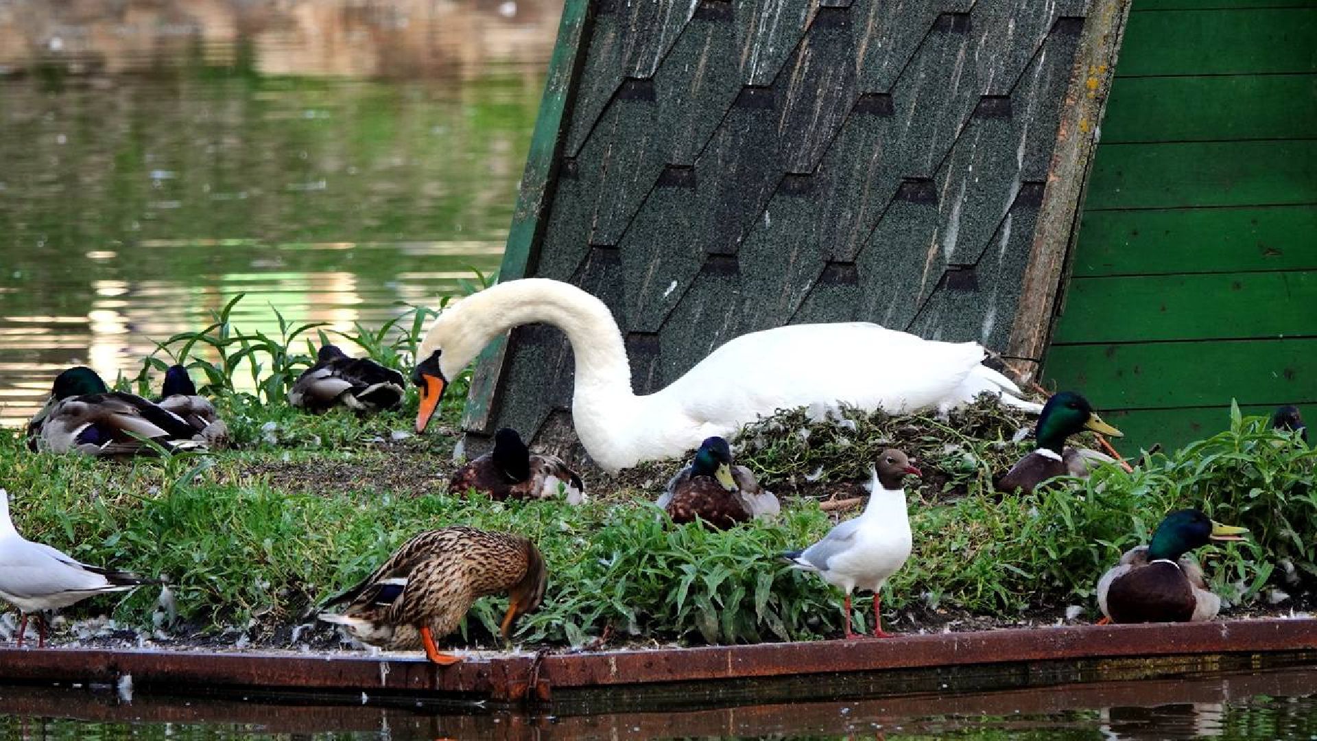 Сергиев Посад, Сергиево-Посадский городской округ, Лебеди, Потомство, Природа, Красота, Эксклюзив, Общество, Птицы,
