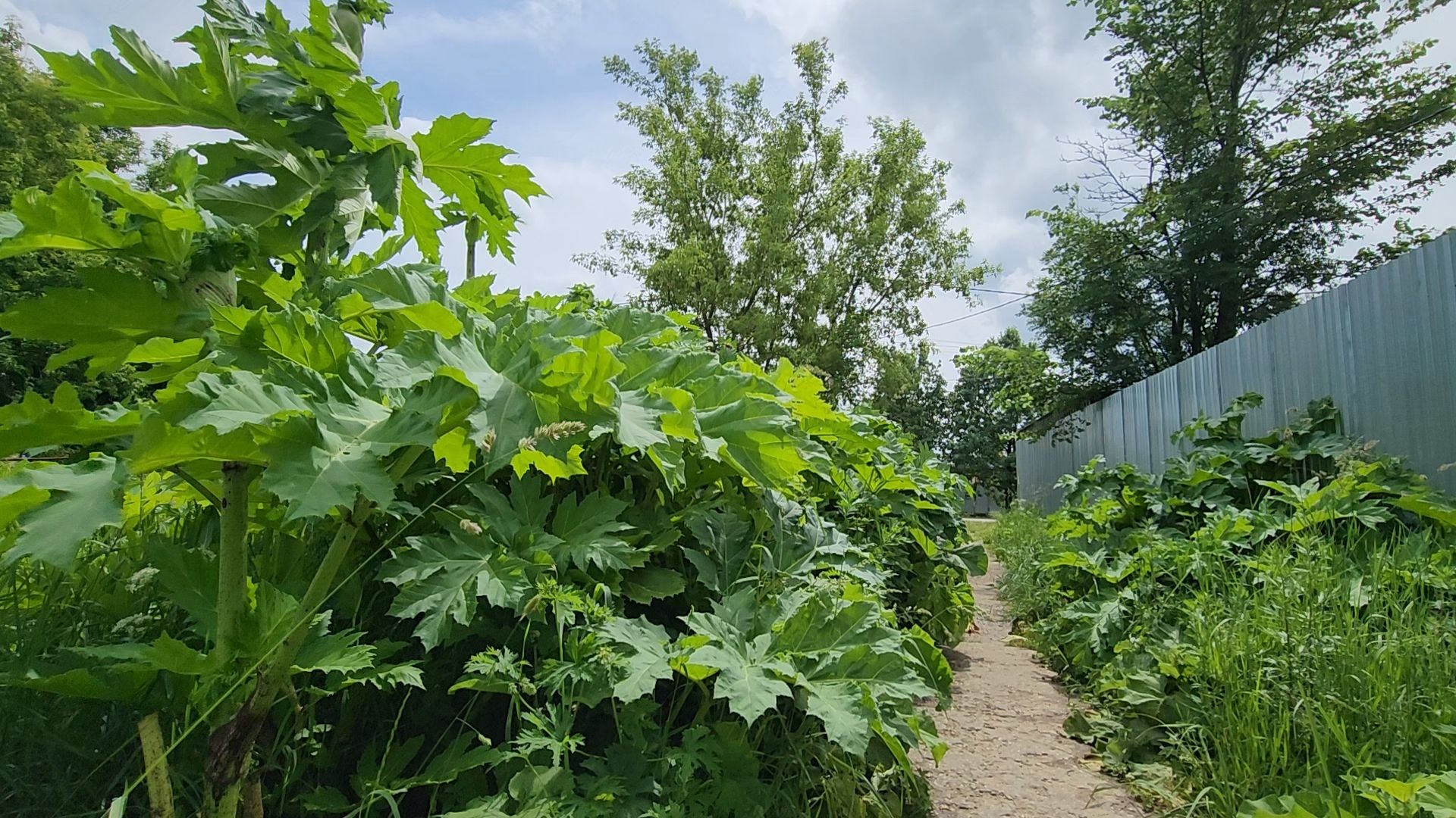 благоустройство, пешком, кубинка, одинцово, народная тропа,