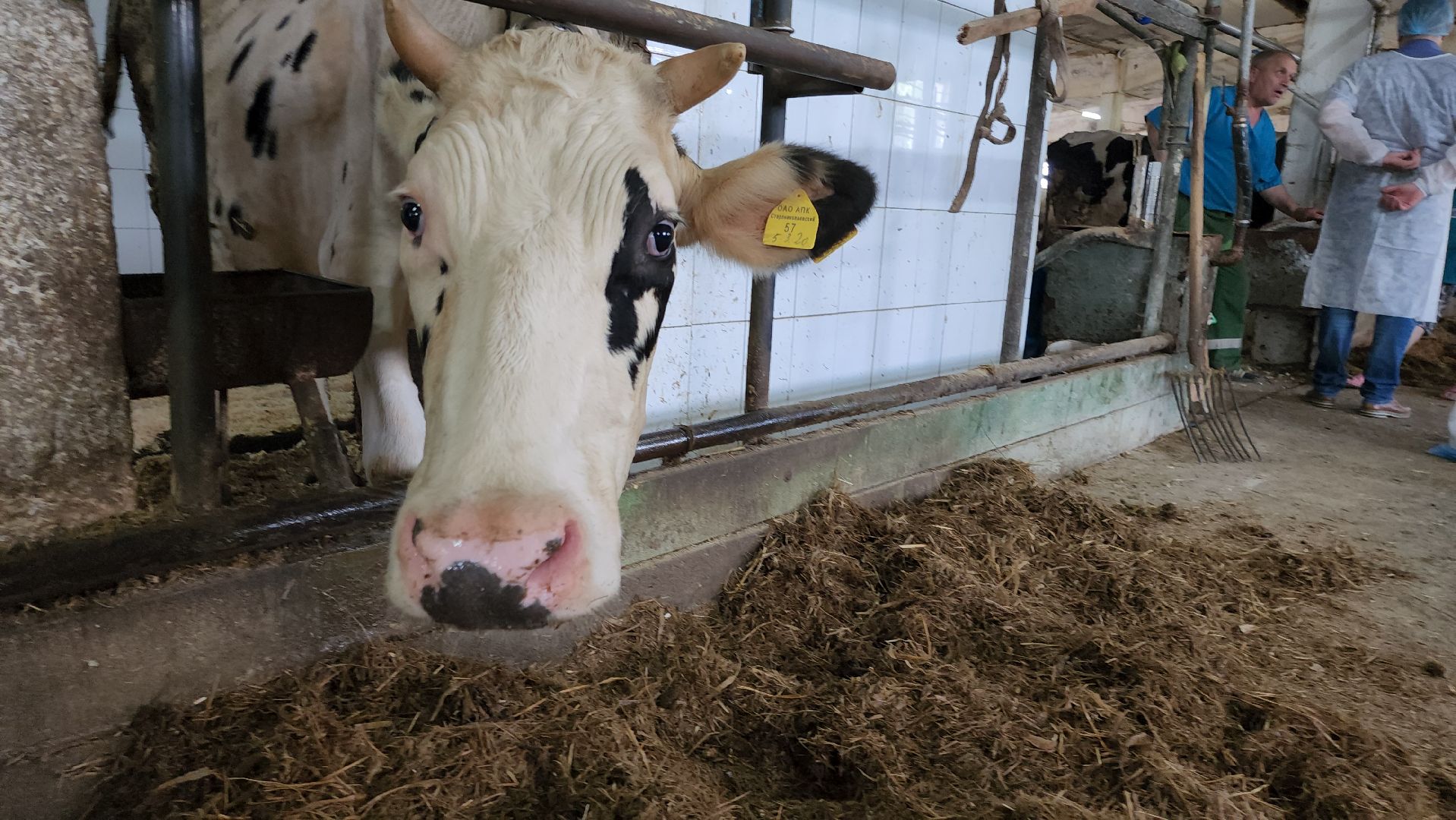 сельское хозяйство, агрохолдинг рузское молоко, ферма, Руза, рузский городской округ, московская область, подмосковье,