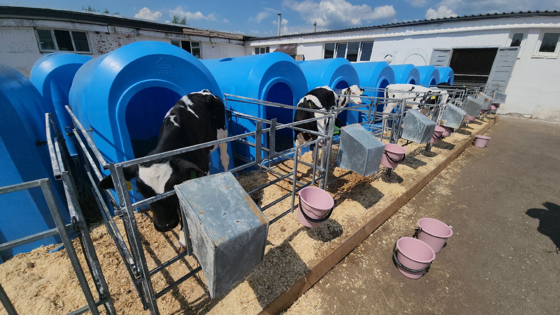 сельское хозяйство, агрохолдинг рузское молоко, ферма, Руза, рузский городской округ, московская область, подмосковье,