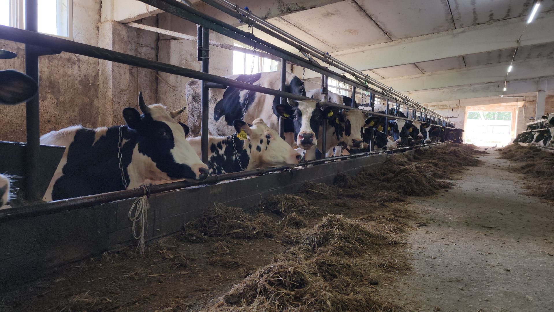 сельское хозяйство, агрохолдинг рузское молоко, ферма, Руза, рузский городской округ, московская область, подмосковье,
