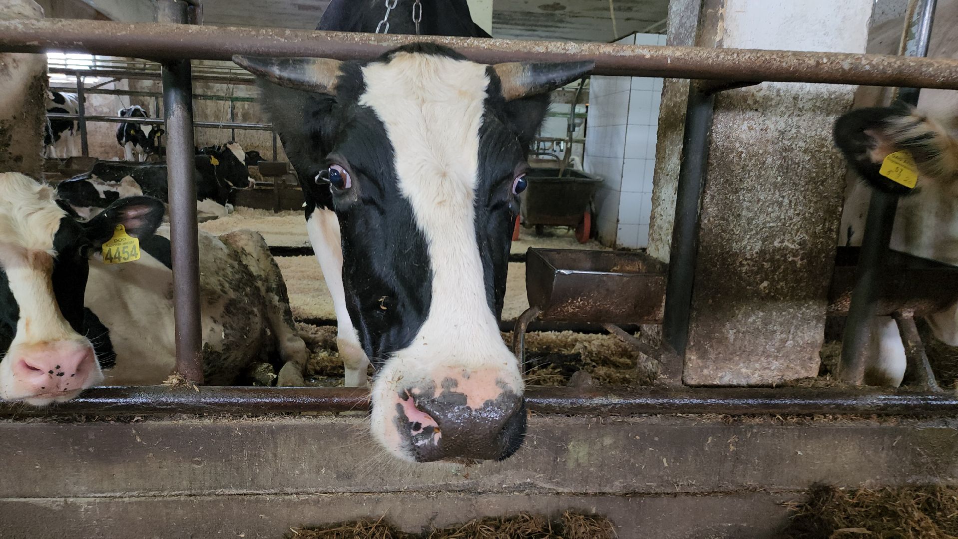 сельское хозяйство, агрохолдинг рузское молоко, ферма, Руза, рузский городской округ, московская область, подмосковье,