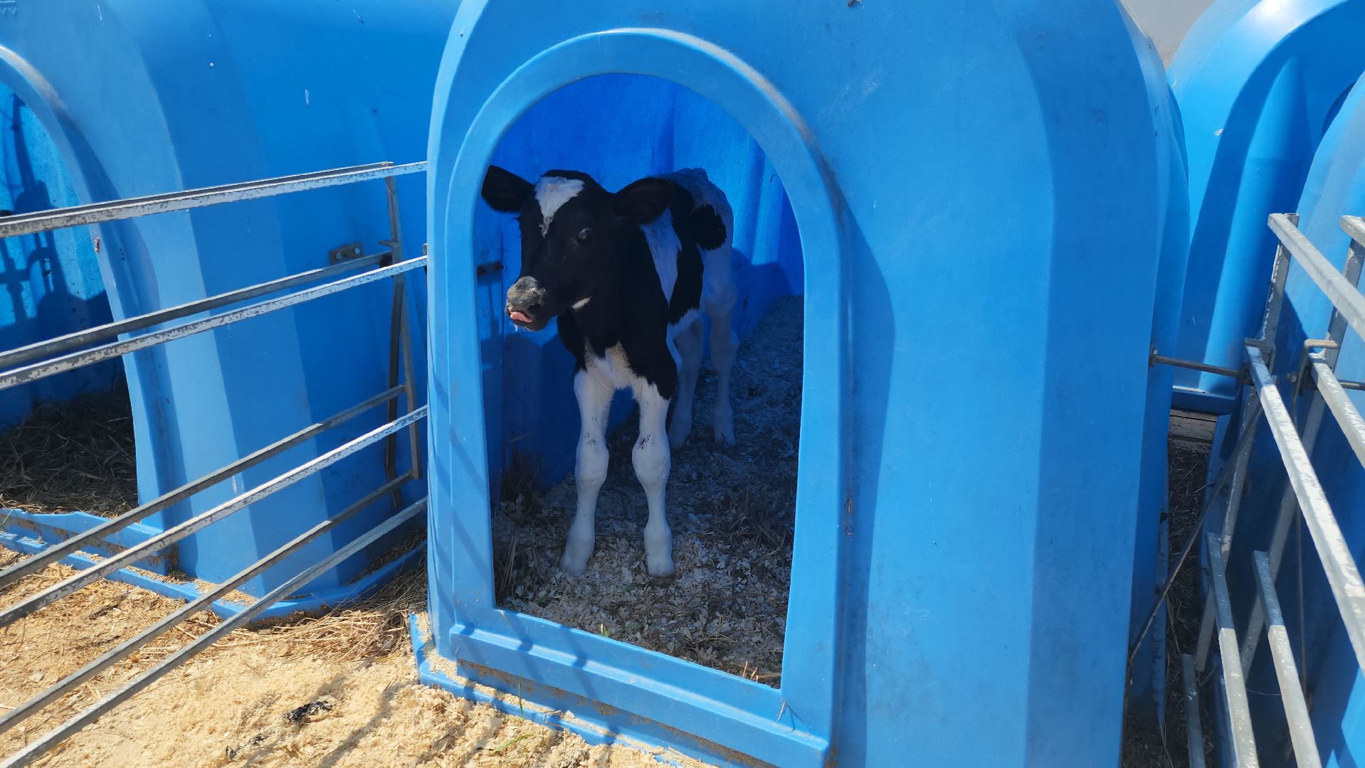 сельское хозяйство, агрохолдинг рузское молоко, ферма, Руза, рузский городской округ, московская область, подмосковье,