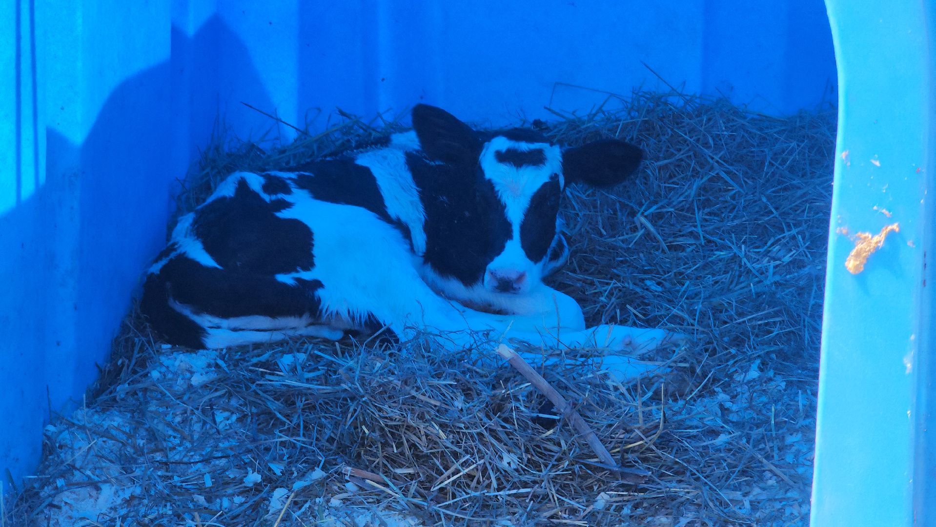 сельское хозяйство, агрохолдинг рузское молоко, ферма, Руза, рузский городской округ, московская область, подмосковье,