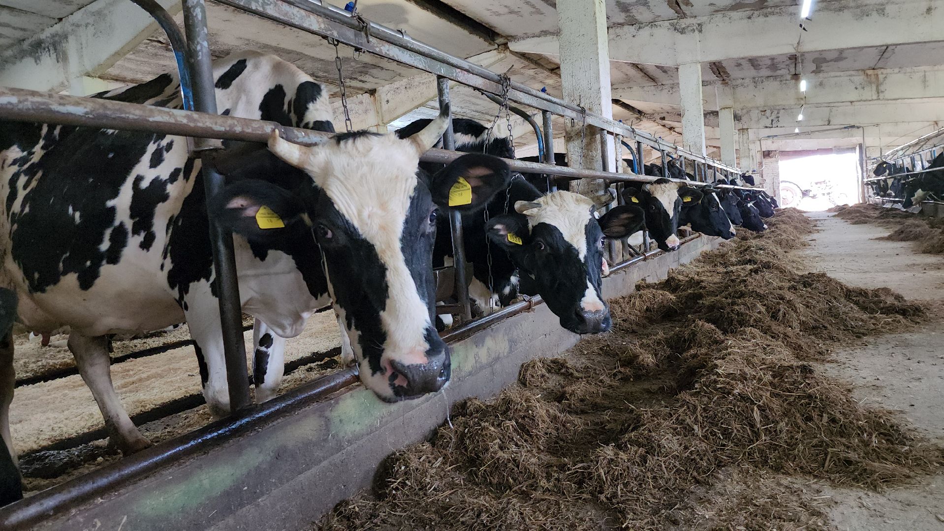 сельское хозяйство, агрохолдинг рузское молоко, ферма, Руза, рузский городской округ, московская область, подмосковье,