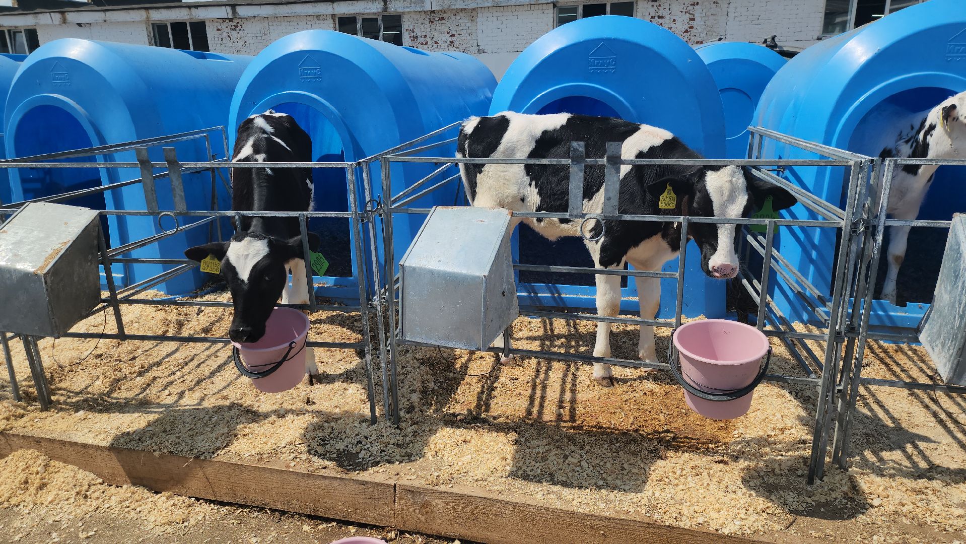 сельское хозяйство, агрохолдинг рузское молоко, ферма, Руза, рузский городской округ, московская область, подмосковье,