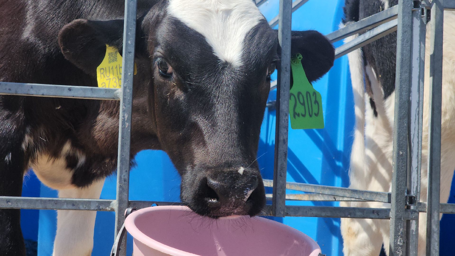 сельское хозяйство, агрохолдинг рузское молоко, ферма, Руза, рузский городской округ, московская область, подмосковье,
