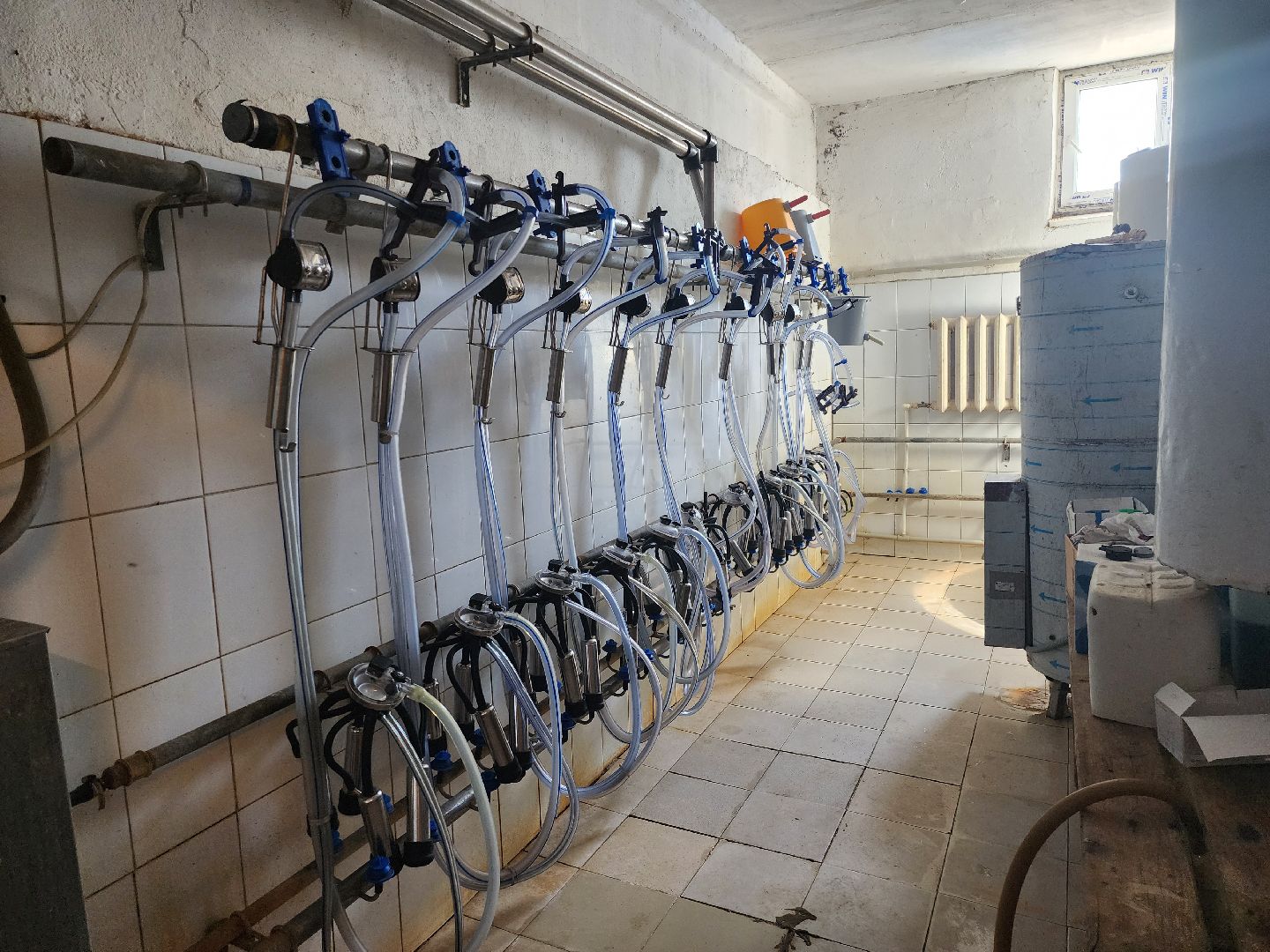 сельское хозяйство, агрохолдинг рузское молоко, ферма, Руза, рузский городской округ, московская область, подмосковье,