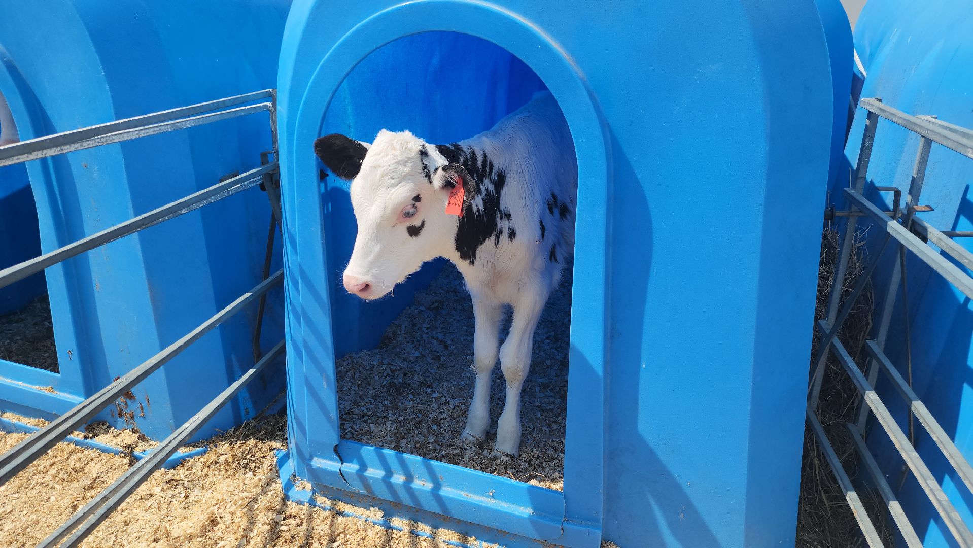 сельское хозяйство, агрохолдинг рузское молоко, ферма, Руза, рузский городской округ, московская область, подмосковье,