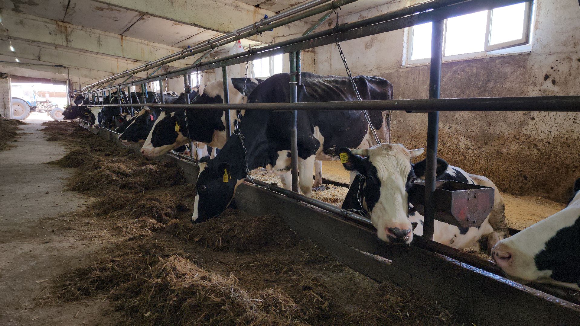 сельское хозяйство, агрохолдинг рузское молоко, ферма, Руза, рузский городской округ, московская область, подмосковье,