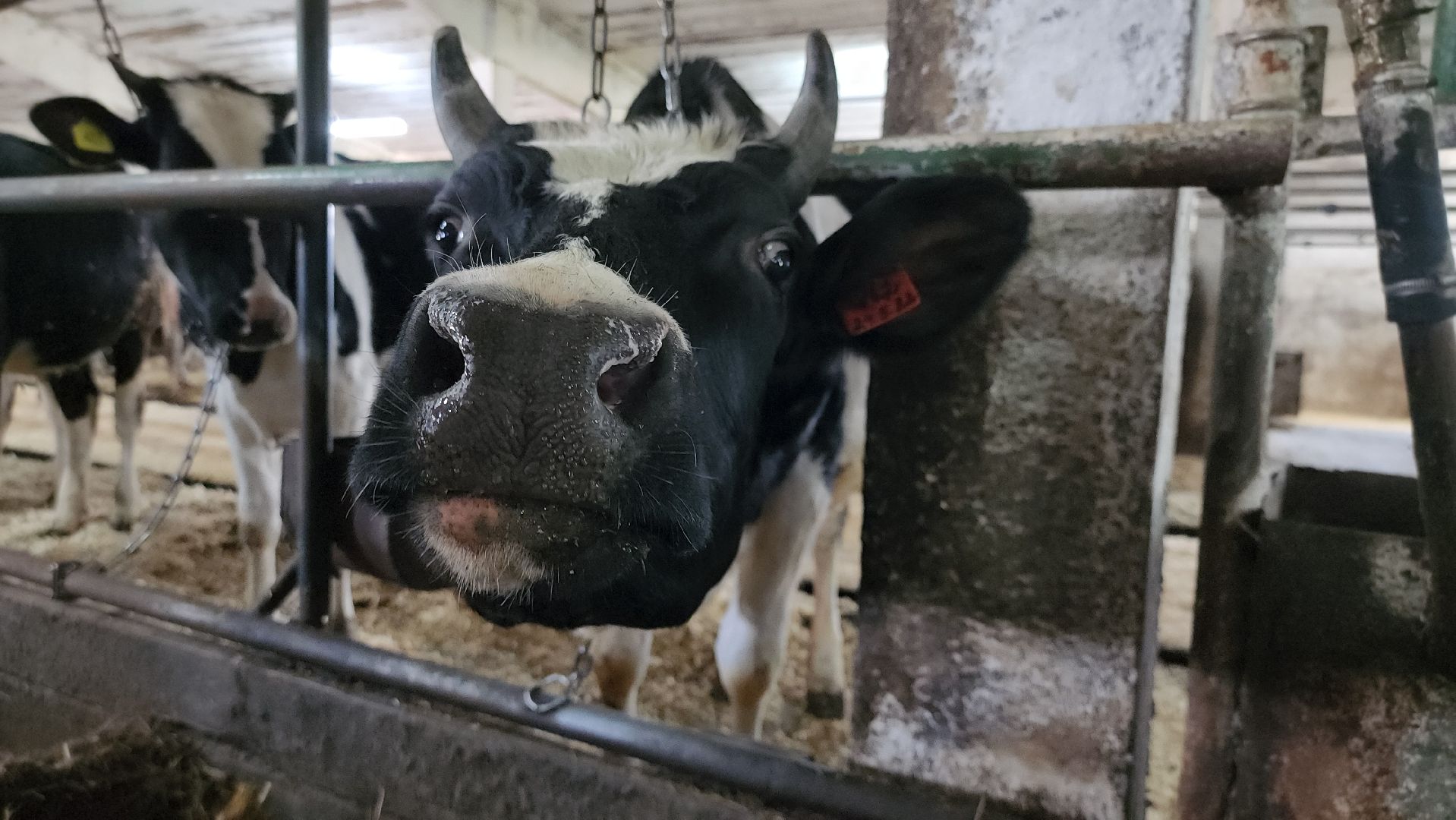 сельское хозяйство, агрохолдинг рузское молоко, ферма, Руза, рузский городской округ, московская область, подмосковье,