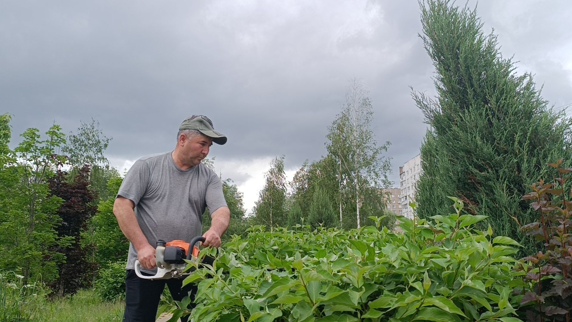 парк, живая изгородь, лобня, благоуйстройство,