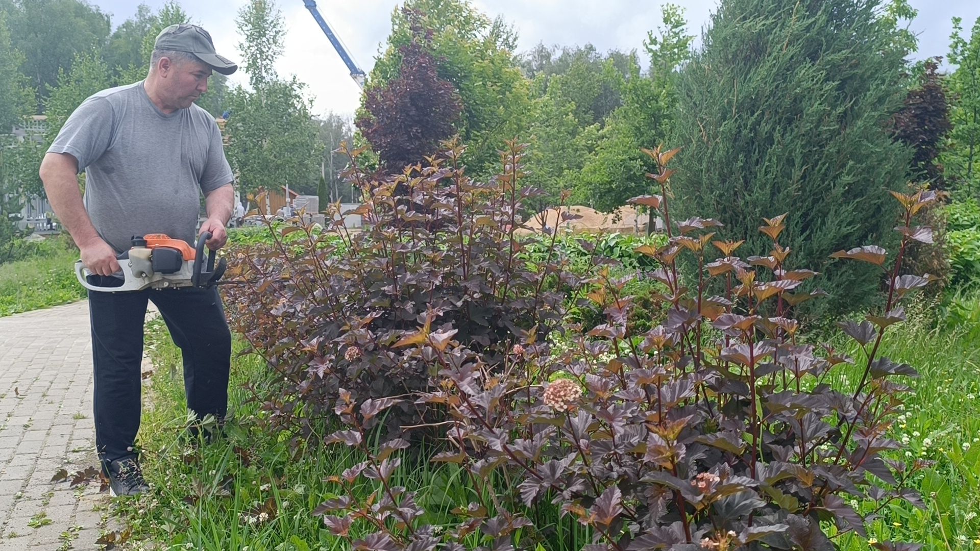 парк, живая изгородь, лобня, благоуйстройство,