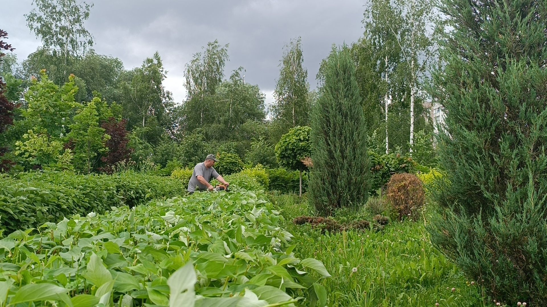парк, живая изгородь, лобня, благоуйстройство,