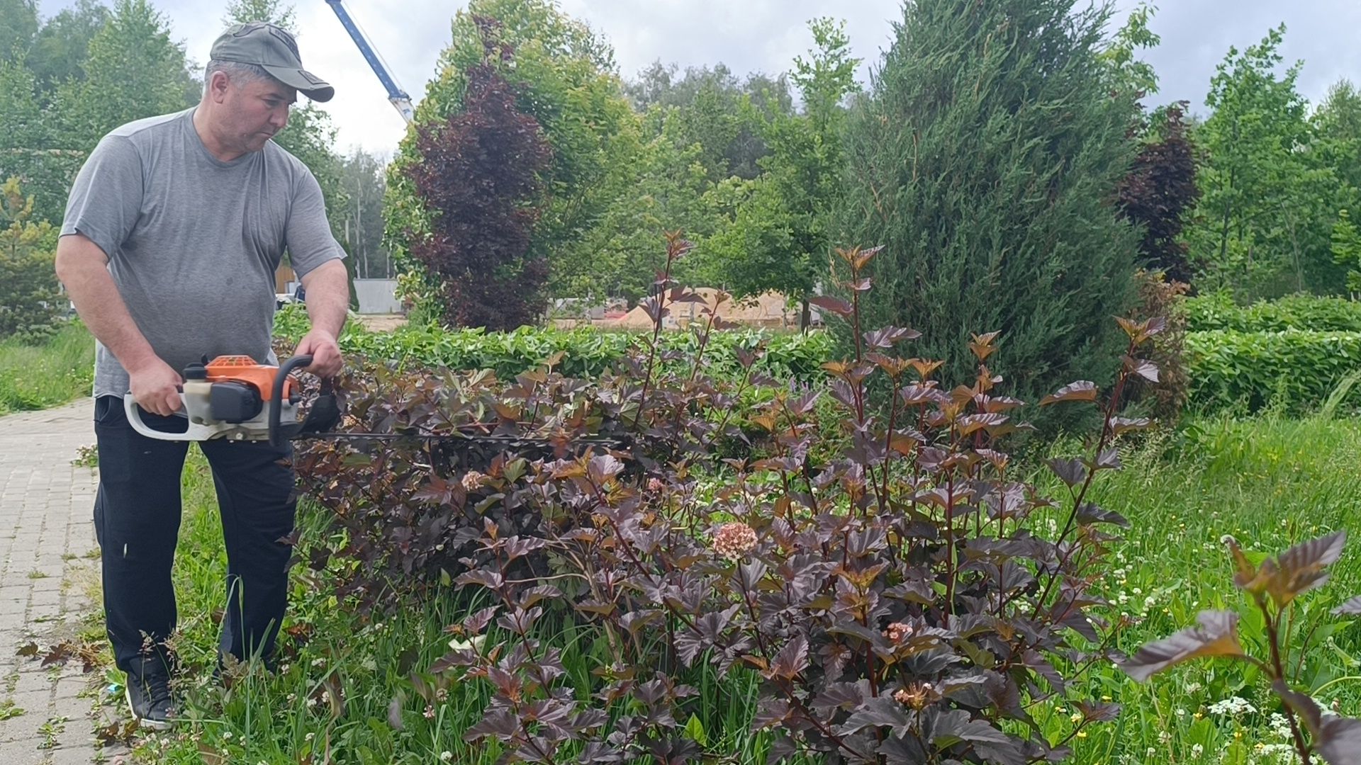 парк, живая изгородь, лобня, благоуйстройство,