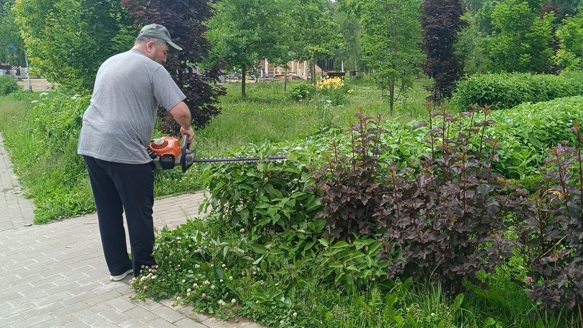 парк, живая изгородь, лобня, благоуйстройство,