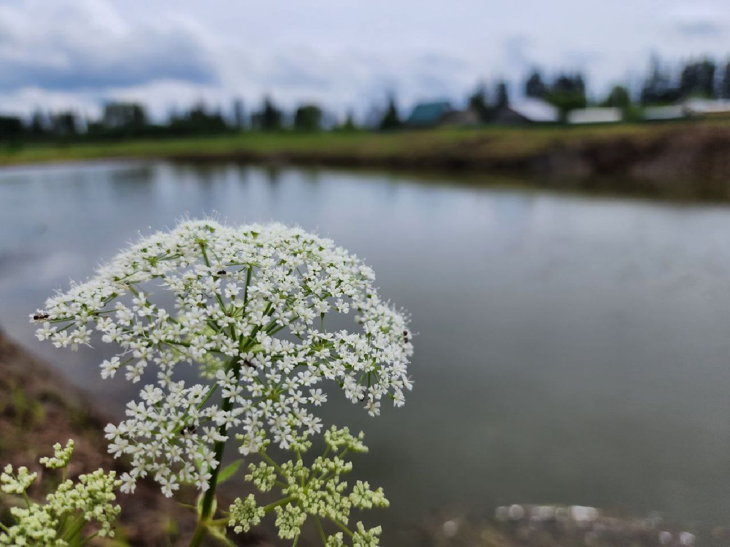 можайск, можайский городской округ, подмосковье, пруд, пожарный водоем, ремонт пожарного пруда, безопасность,