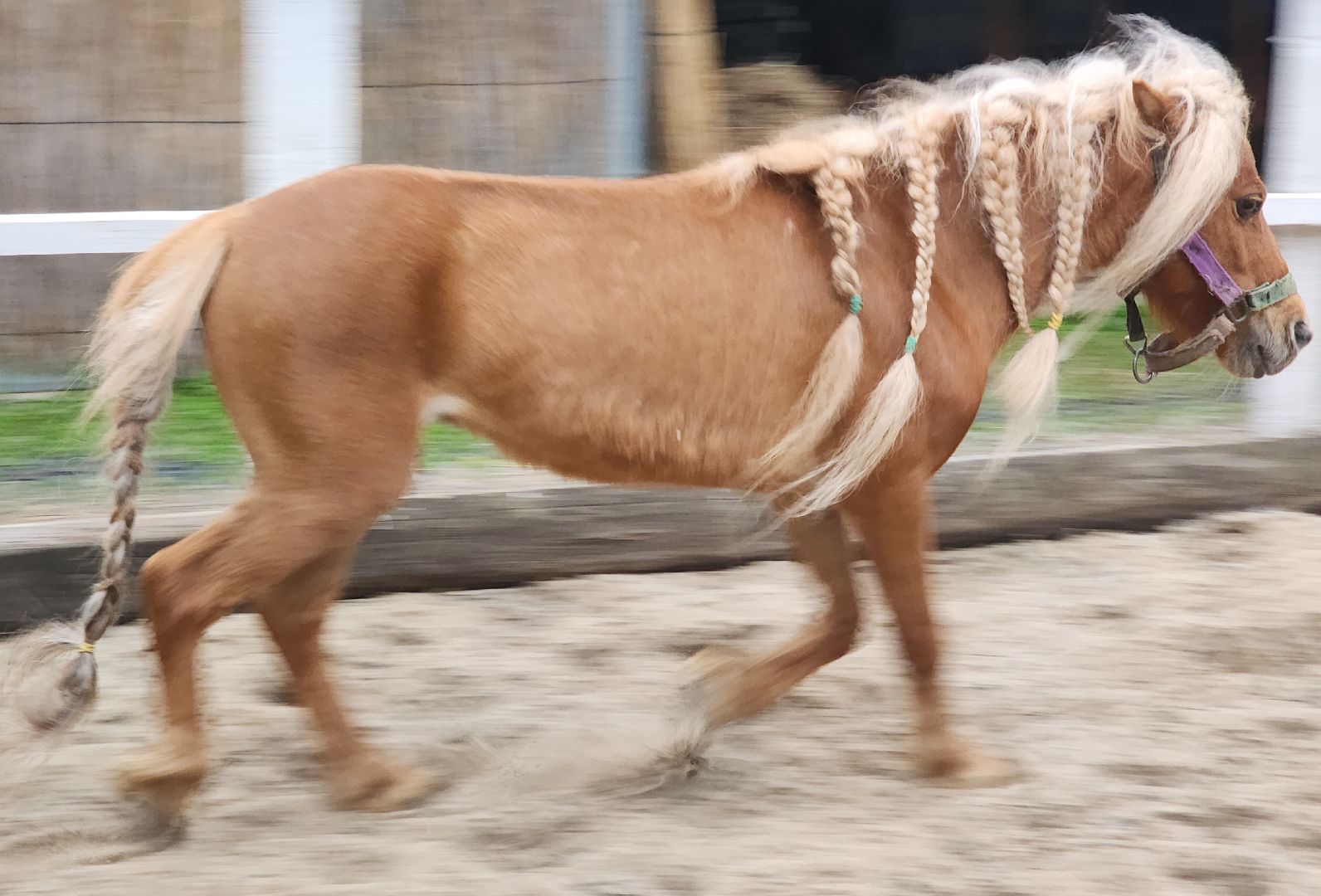 Звенигород, Туризм, Культура, Конные прогулки,