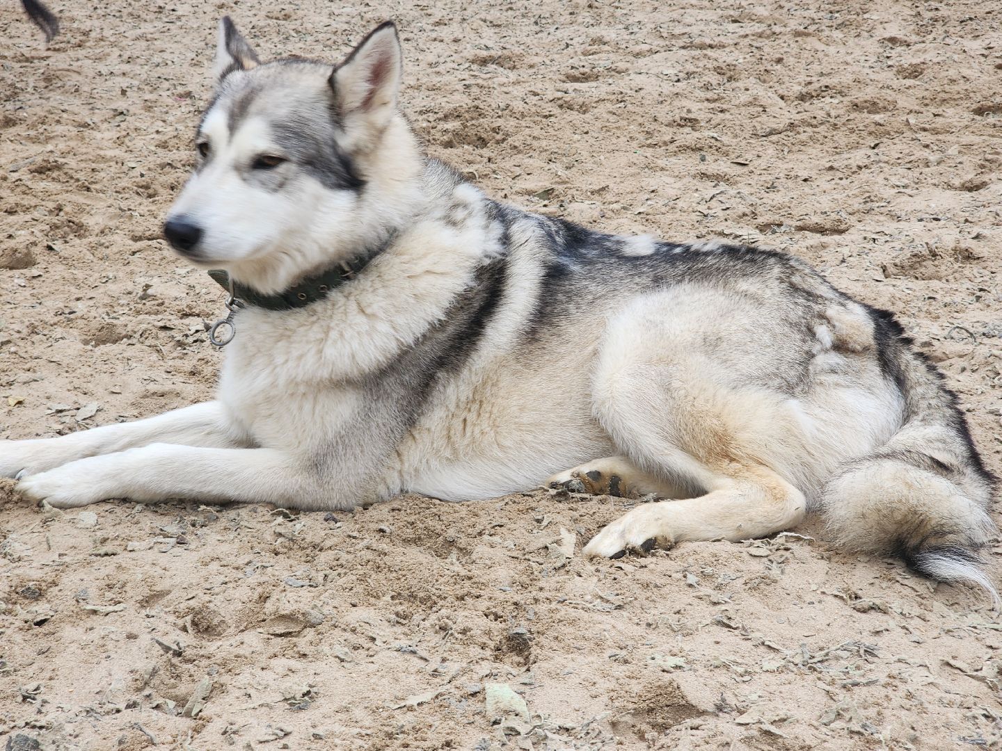 Звенигород, Туризм, Культура, Конные прогулки,