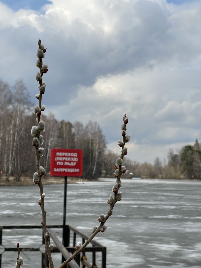 Одинцово, Захарово, экология, пруд, очистка, история, Пушкин, Ганнибал, рыбалка, купание, водоём,