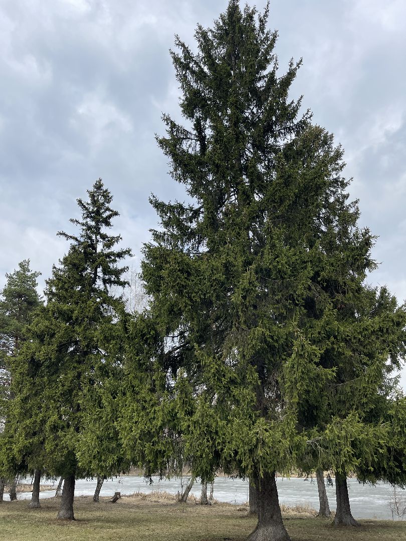 Одинцово, Захарово, экология, пруд, очистка, история, Пушкин, Ганнибал, рыбалка, купание, водоём,