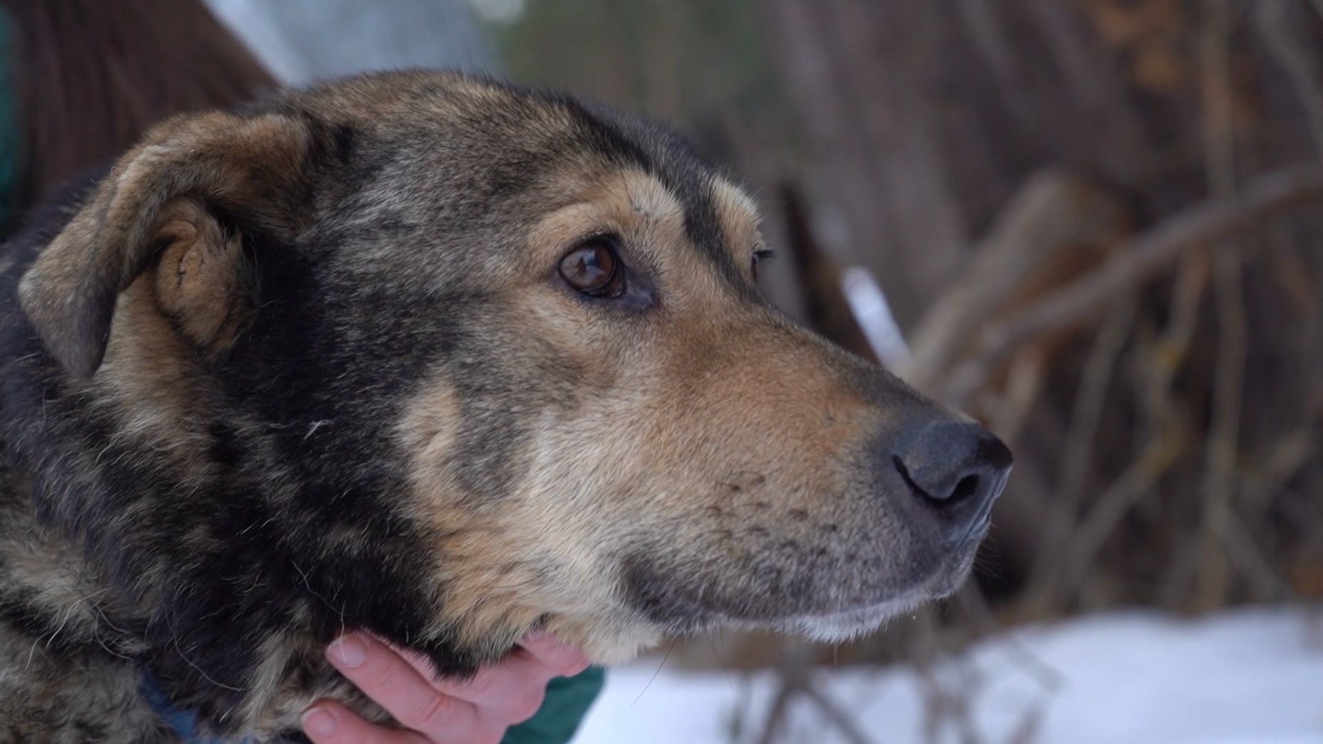 Брошенные животные, Дядя Федор, милосердие, помощь, Орехово-Зуево, люди